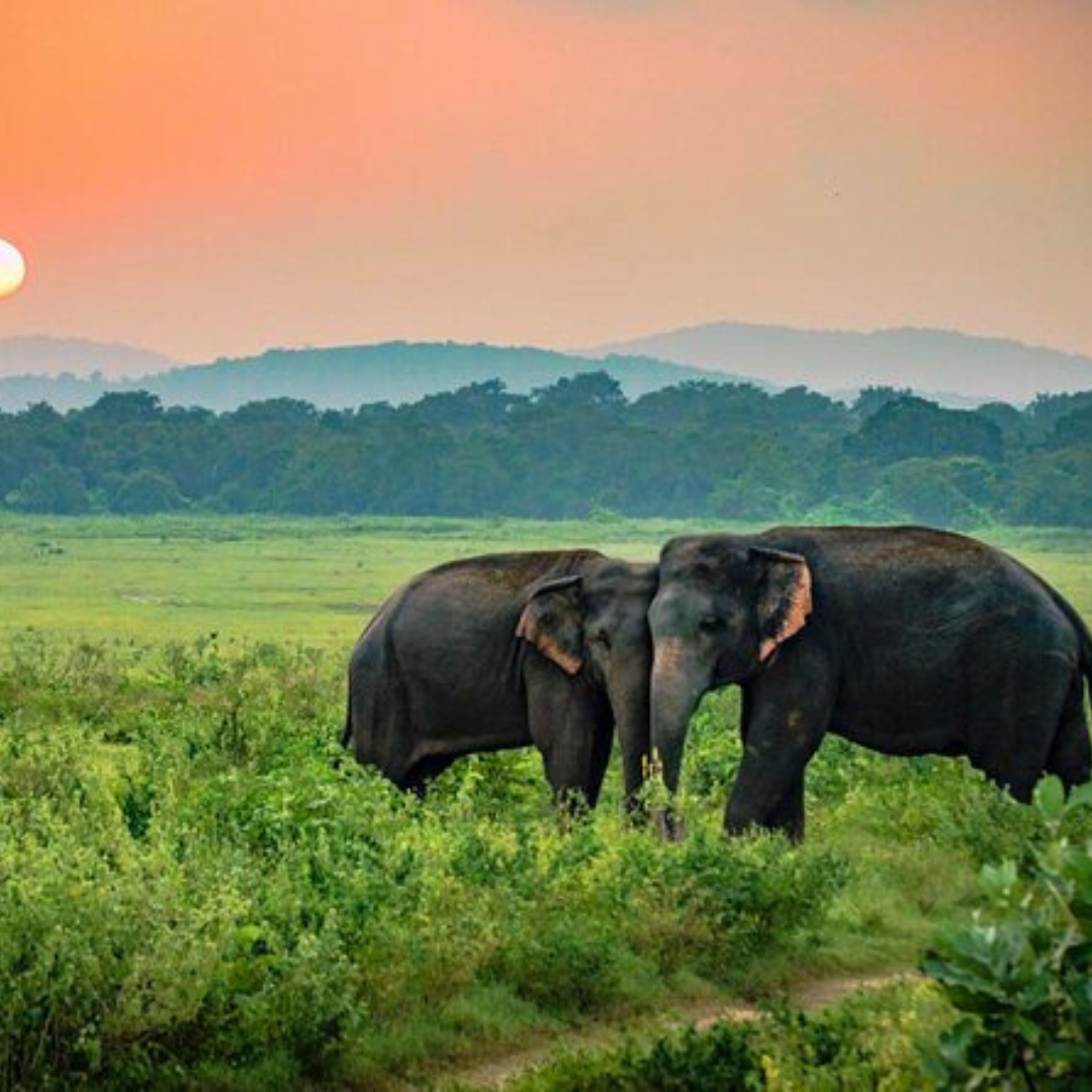 Udawalawa Safari